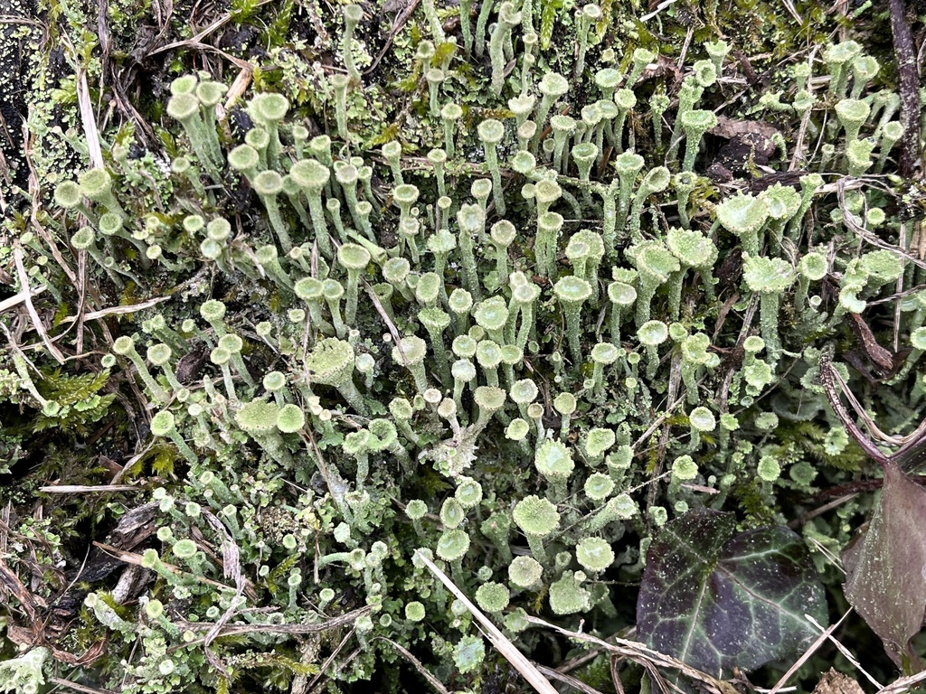 Trompeten-Becherflechte beim Home Rover Bioblitz - © shalini69 - iNaturalist